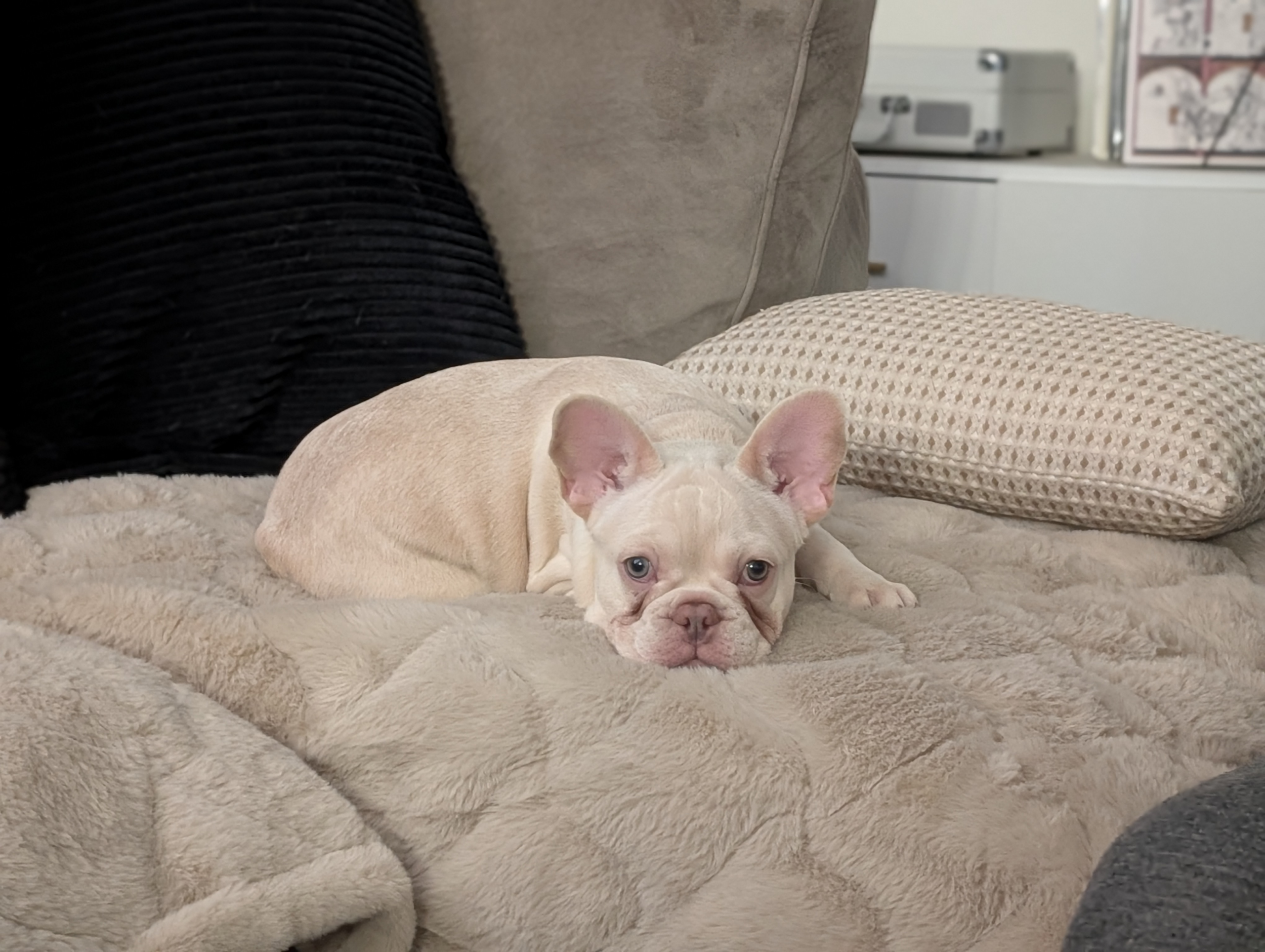 Bonnie female cream french bulldog puppy