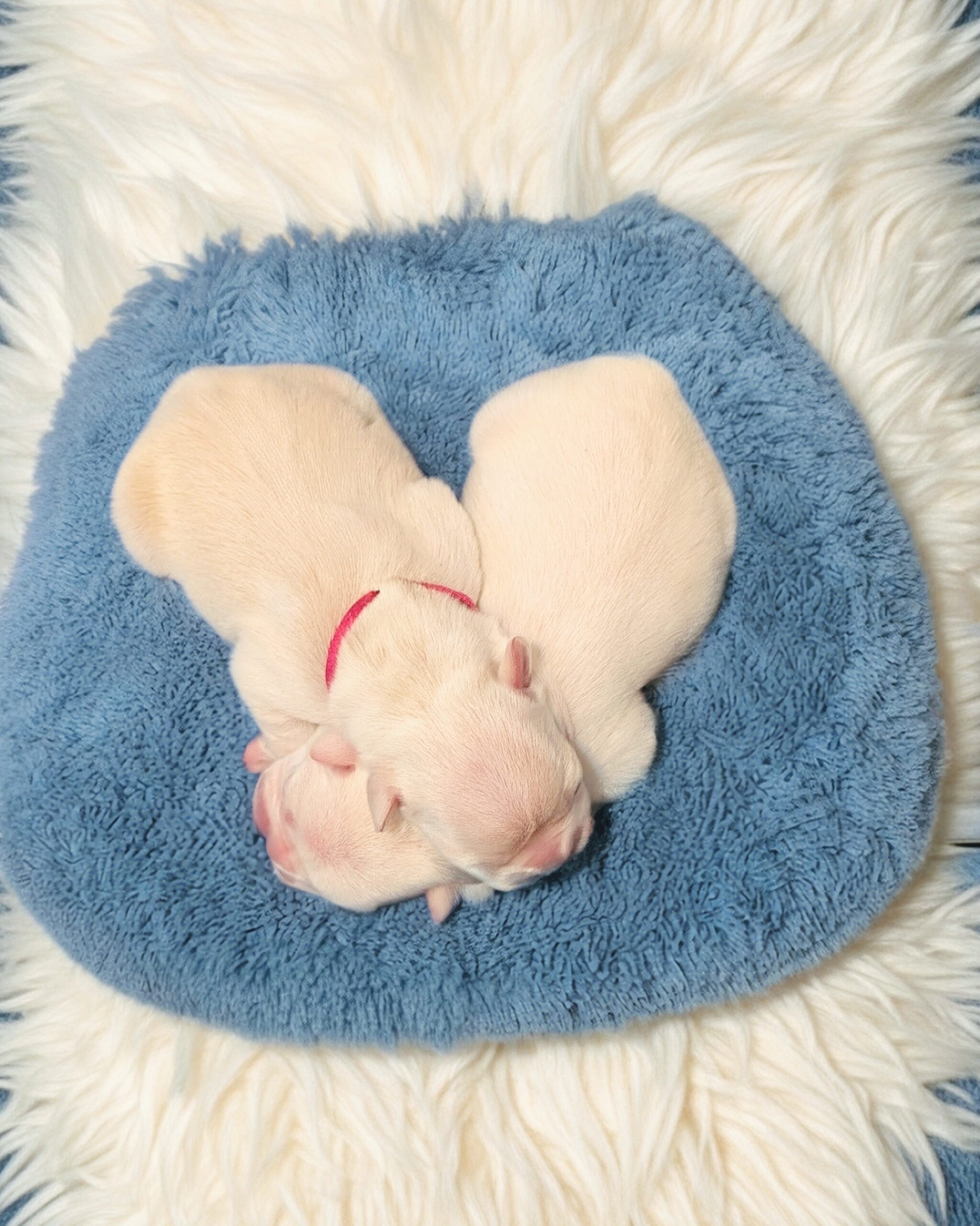 two cream french bulldog puppies sleeping on a rug