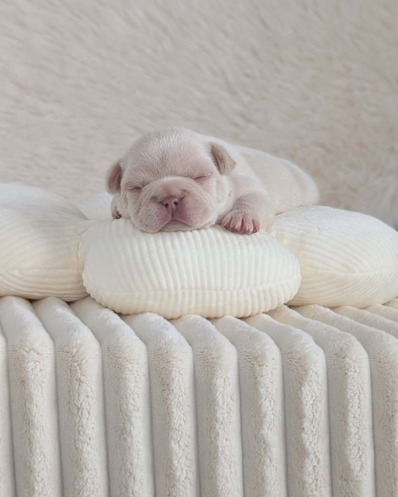 5-25-26 Benny 1 male cream french bulldog puppy