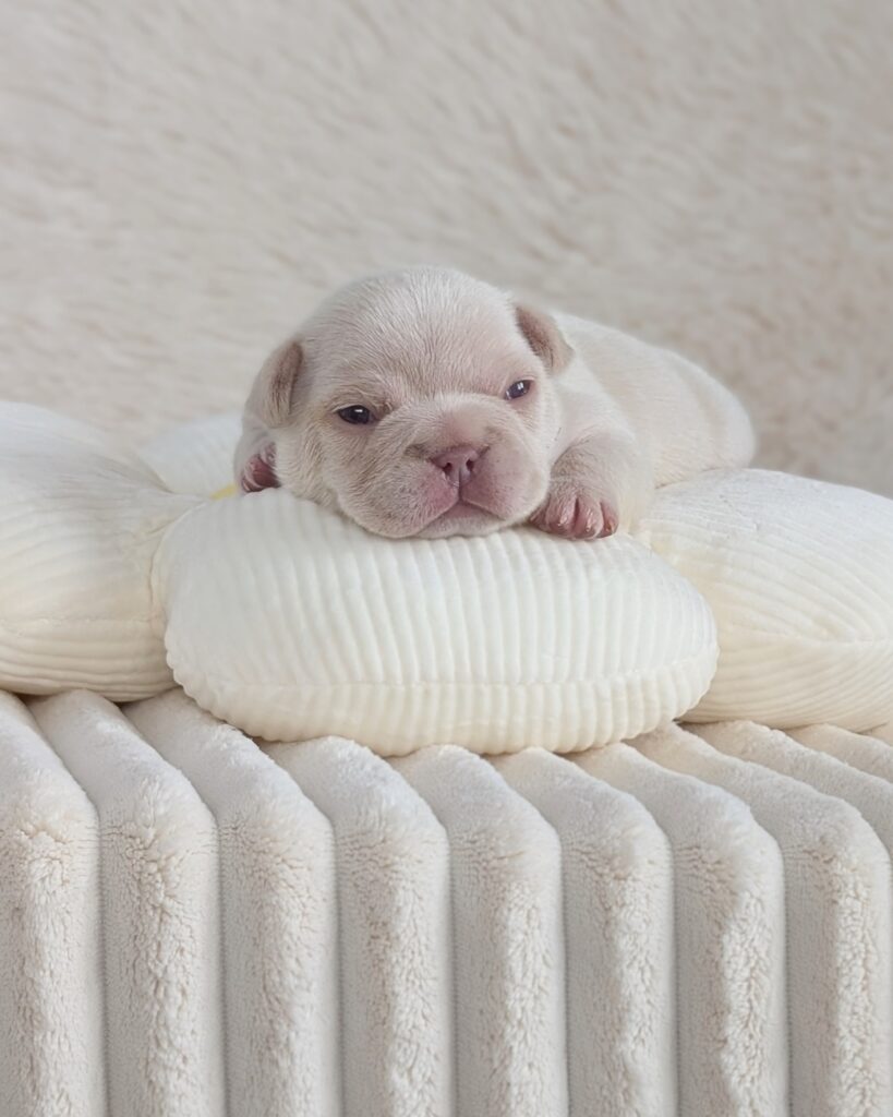 5-25-26 Benny 2 male cream french bulldog puppy