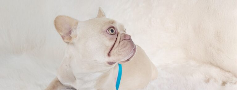 Poppy-cream-frenchie-female-idaho3