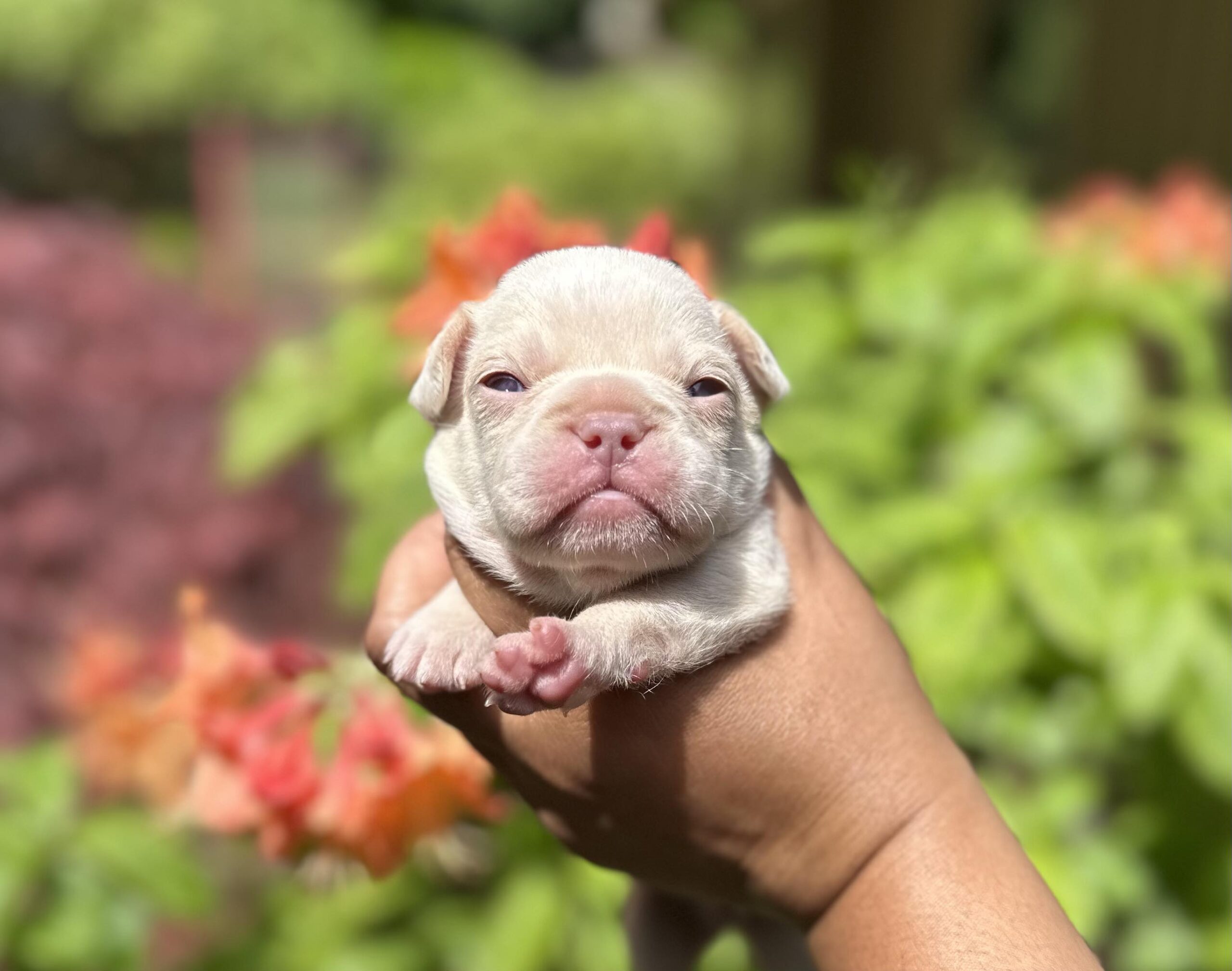 cream female frenchie puppy