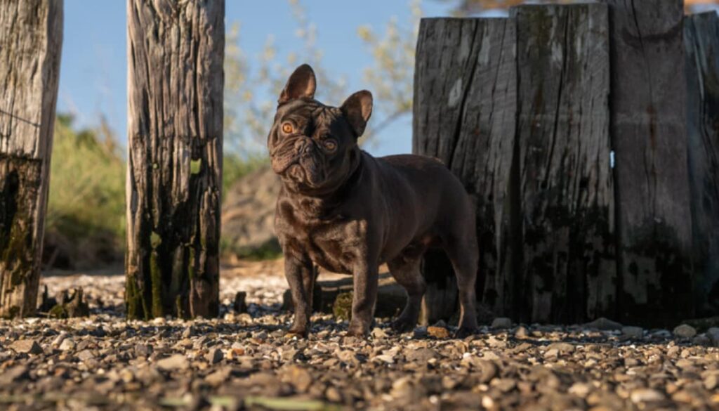 lindor A cocoa french bulldog stud excellent hips