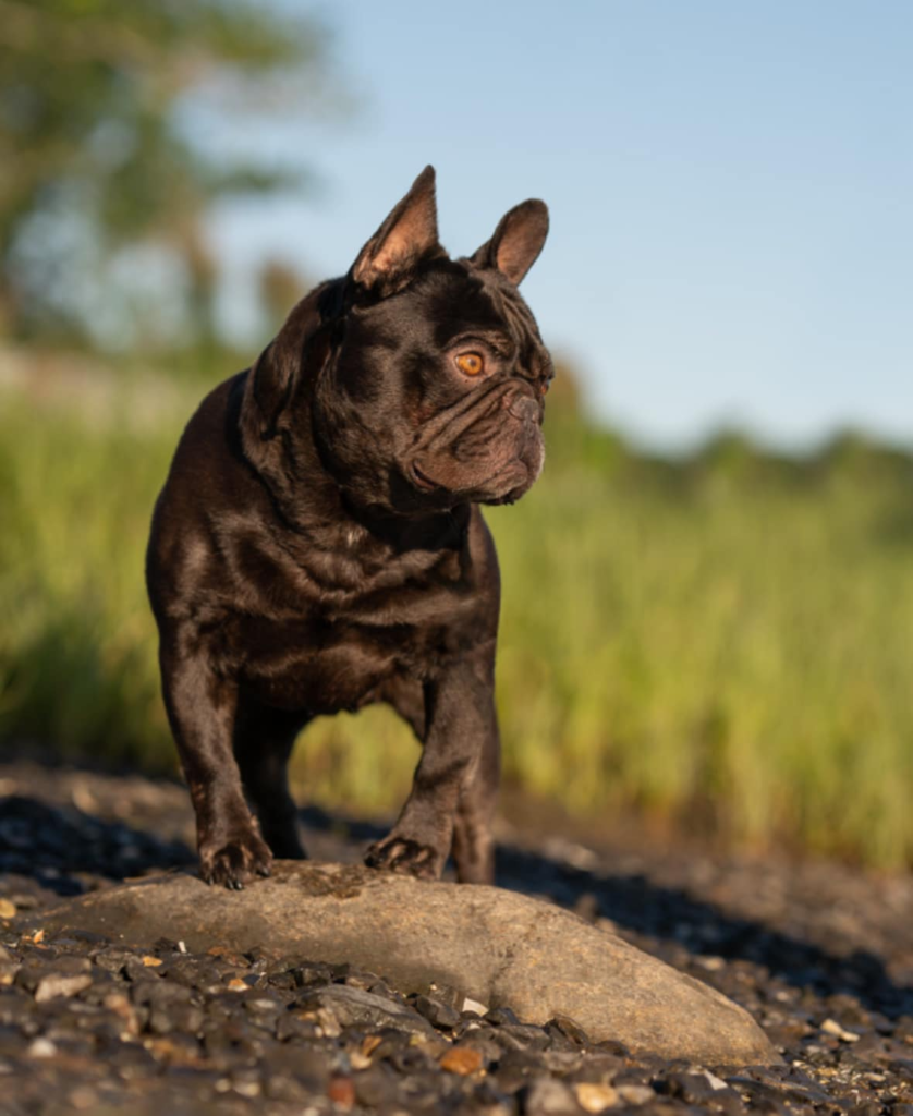 lindor AB cocoa french bulldog stud excellent hips