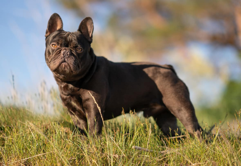 lindor C cocoa french bulldog stud excellent hips