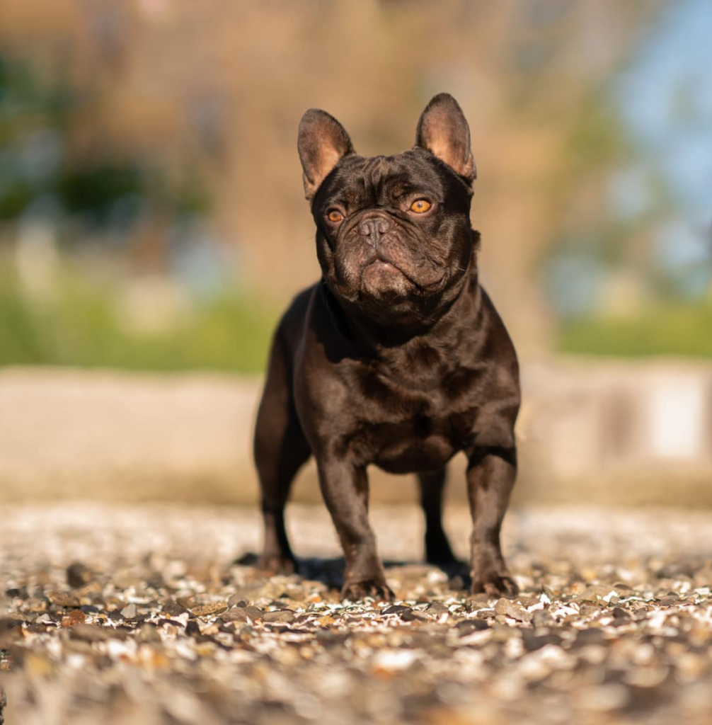 lindor F cocoa french bulldog stud excellent hips