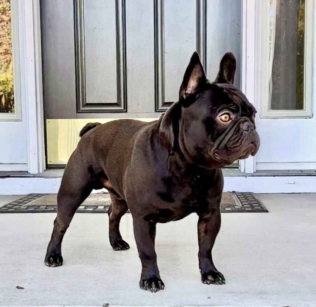 lindor G cocoa french bulldog stud excellent hips