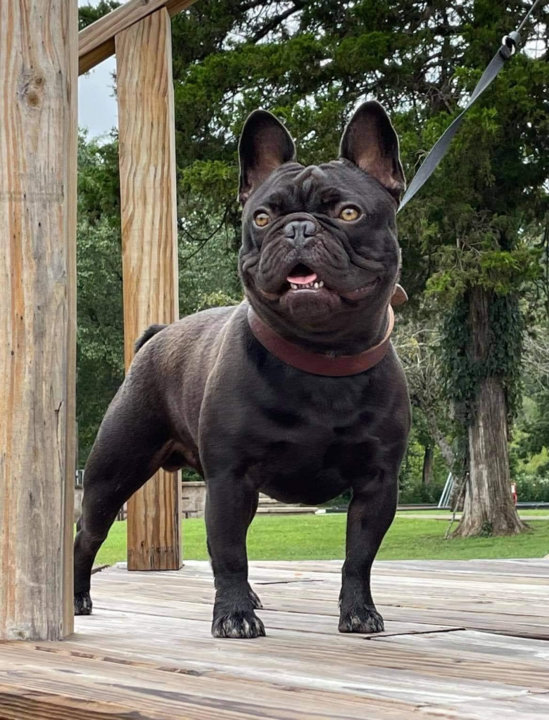 lindor J cocoa french bulldog stud excellent hips