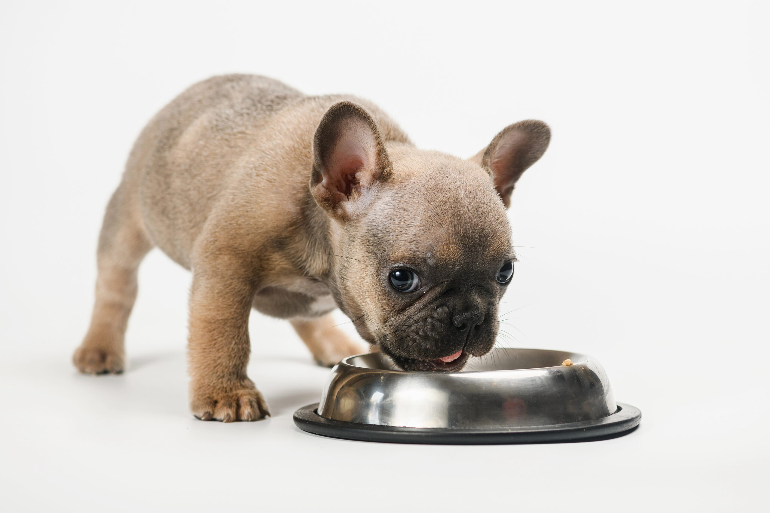 Frenchie Puppy with Food Bowl